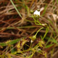 Drosera lunata Buch.-Ham. ex DC.